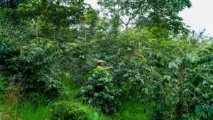 2017 kebun sayur, sekarang kopi hutan di Sarongge Girang (Foto: Agus Kusnadi)