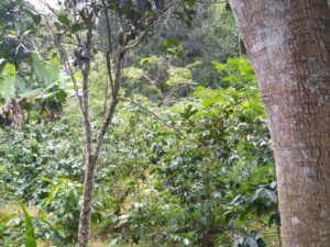 Kopi di hutan Tunggilis, 2015 masih kebun sayur (Foto: Dok. Kopi Sarongge)