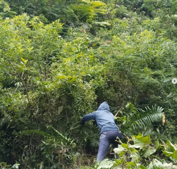 Bebersih Talun kopisarongge di kaki Gn Geulis.