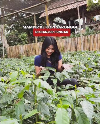 Kunjungan Kak Meta dari Tanggrang ke Kopi Sarongge